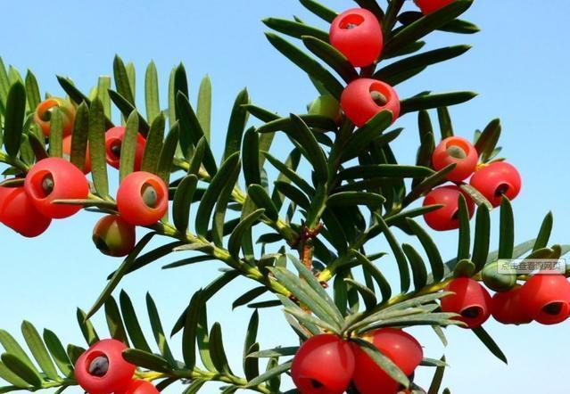 红豆杉要放在有明亮散射光的地方,土壤要透气,要适当给根部施肥