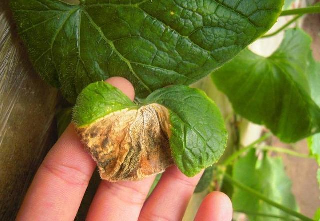 万一得了"灰霉病"别着急,来点"灰粉"就解决|灰霉病|绣球花|草木灰