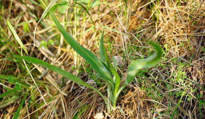 农村一种野草,人称"兔儿奶",看似不起眼,晒干后一斤卖400