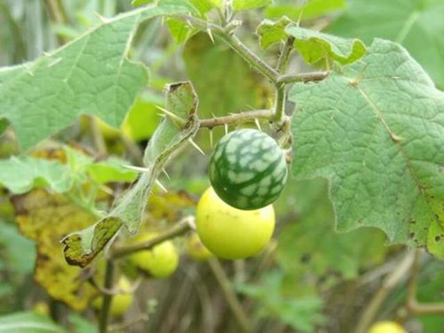 山沟沟一种带刺的野草,名叫"刺天茄",繁殖快结果子,价值高