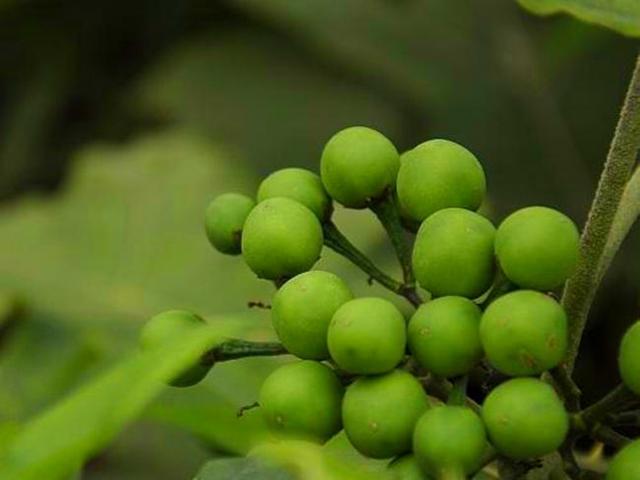 山沟沟一种带刺的野草,名叫"刺天茄",繁殖快结果子,价值高