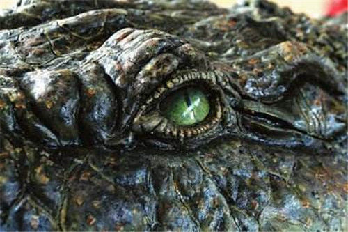 食人鳄古斯塔夫10年杀300人机关枪打不破表皮踪迹成谜