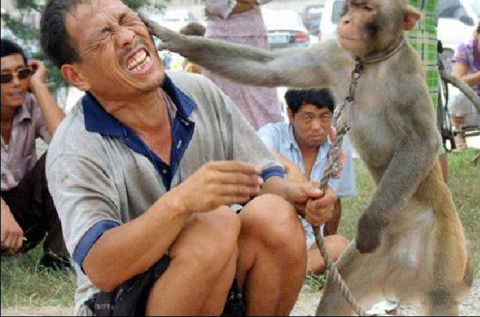 男子耍猴却反被猴子扇了耳光,众人看傻眼,这到底是谁耍了谁?