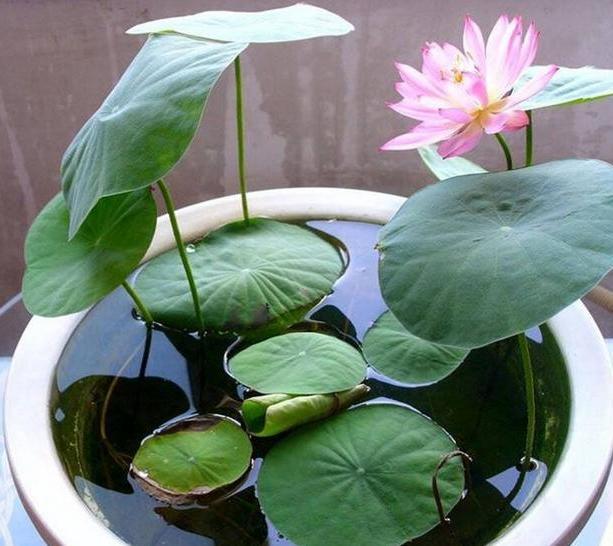 盆栽睡莲该如何管理?