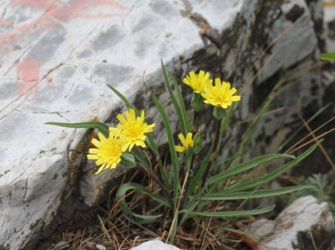 农村一种野草,人称"兔儿奶",看似不起眼,晒干后一斤卖400