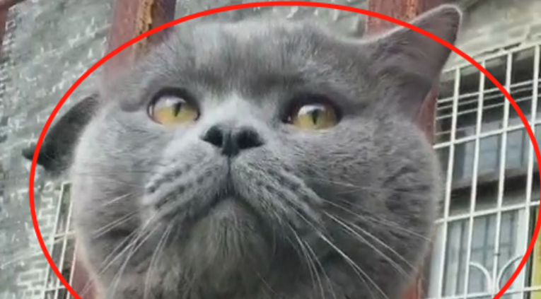 蓝猫被送到宠物店，主人只不过离开了几分钟，眼眶里已经含泪休闲区蓝鸢梦想 - Www.slyday.coM