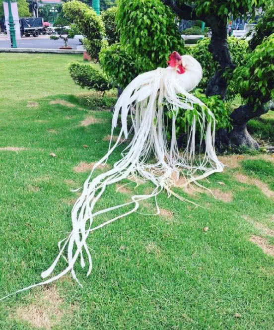 每天的食物比人都贵,曾开价三万美元都没卖|长尾鸡|食物|毛鸡_新浪