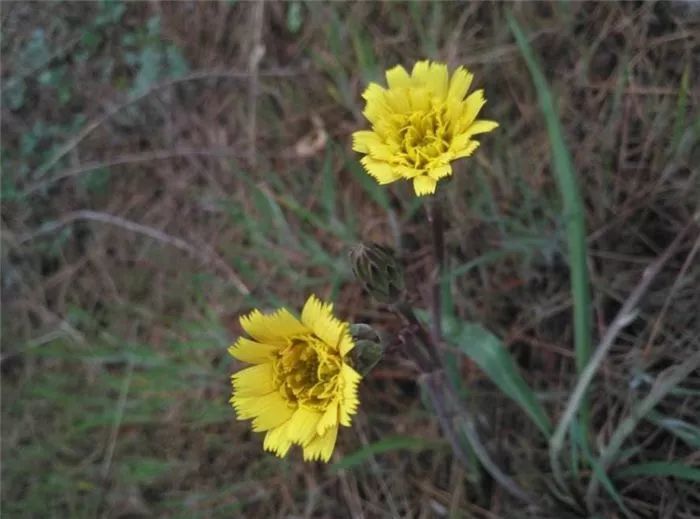 农村一种野草,人称"兔儿奶",看似不起眼,晒干后一斤卖400