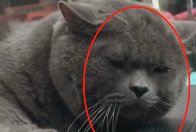 蓝猫被送到宠物店，主人只不过离开了几分钟，眼眶里已经含泪休闲区蓝鸢梦想 - Www.slyday.coM