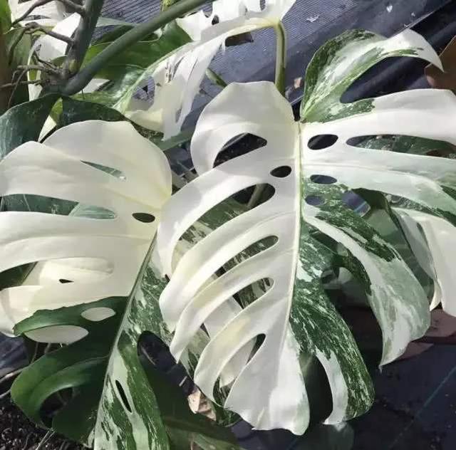龟背竹"变异"了!白绿相间的叶子,似乎被大自然染了色,太美了