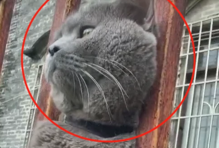 蓝猫被送到宠物店，主人只不过离开了几分钟，眼眶里已经含泪休闲区蓝鸢梦想 - Www.slyday.coM