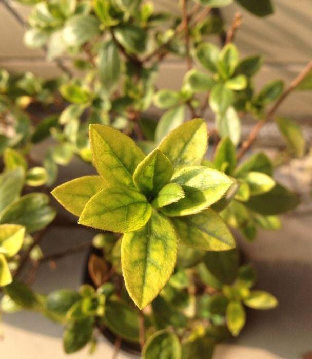 有不黄叶的银杏树