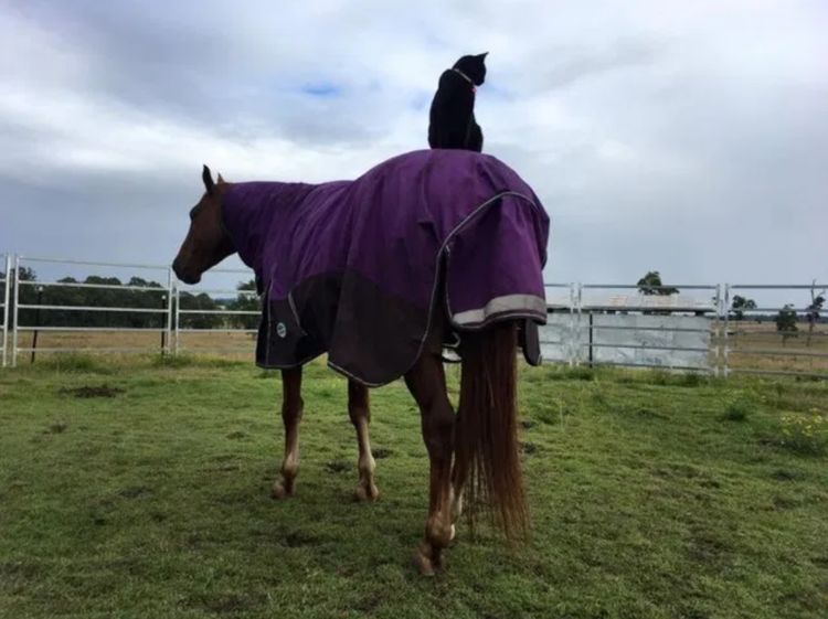 马儿跟猫咪成了好友,每天背着"猫老大"散步,还帮它解决了麻烦