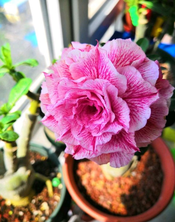 沙漠玫瑰不开花的原因有很多,最为主要的因素是太阳光照不足,温度不够