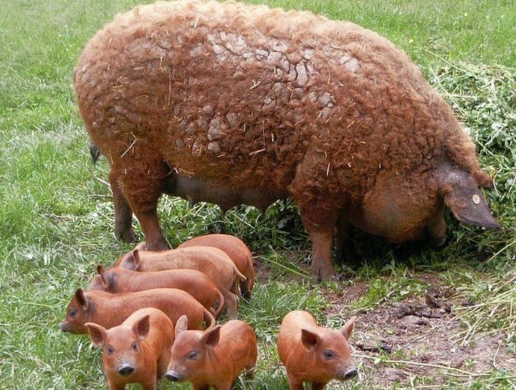 农场|羊毛|曼加利_新浪新闻