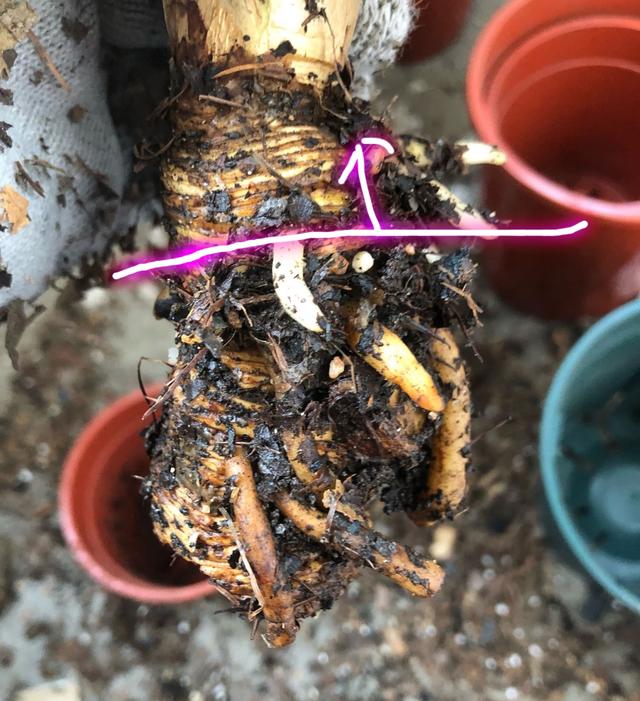 君子兰的根橛子太长砍掉岂不可惜直接拿来逼芽一年养成大群兰