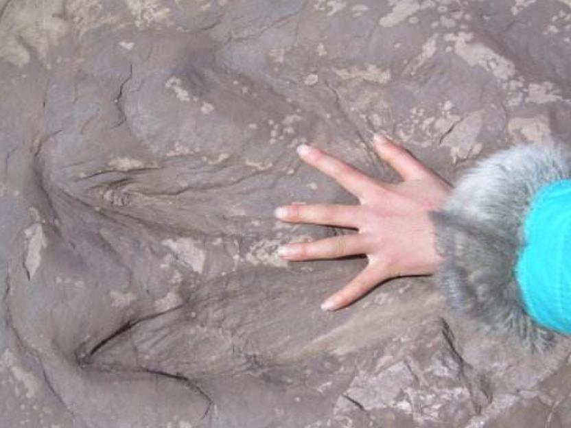 贵阳曾发生时停事件森林被无故踩踏现场留下龙爪印