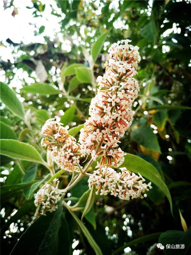 幽居山野的染饭花竟能让白米成黄且味道香沉