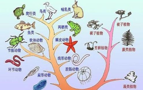 为何我们常常听说物种灭绝却从未听说有新物种诞生原来如此