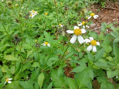 野外一种草烦人得很长得丑还黏人其实作用还不少