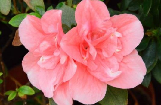 新手养花,不如养盆花中精品"茼蒿菊",花色淡雅,觉得易养