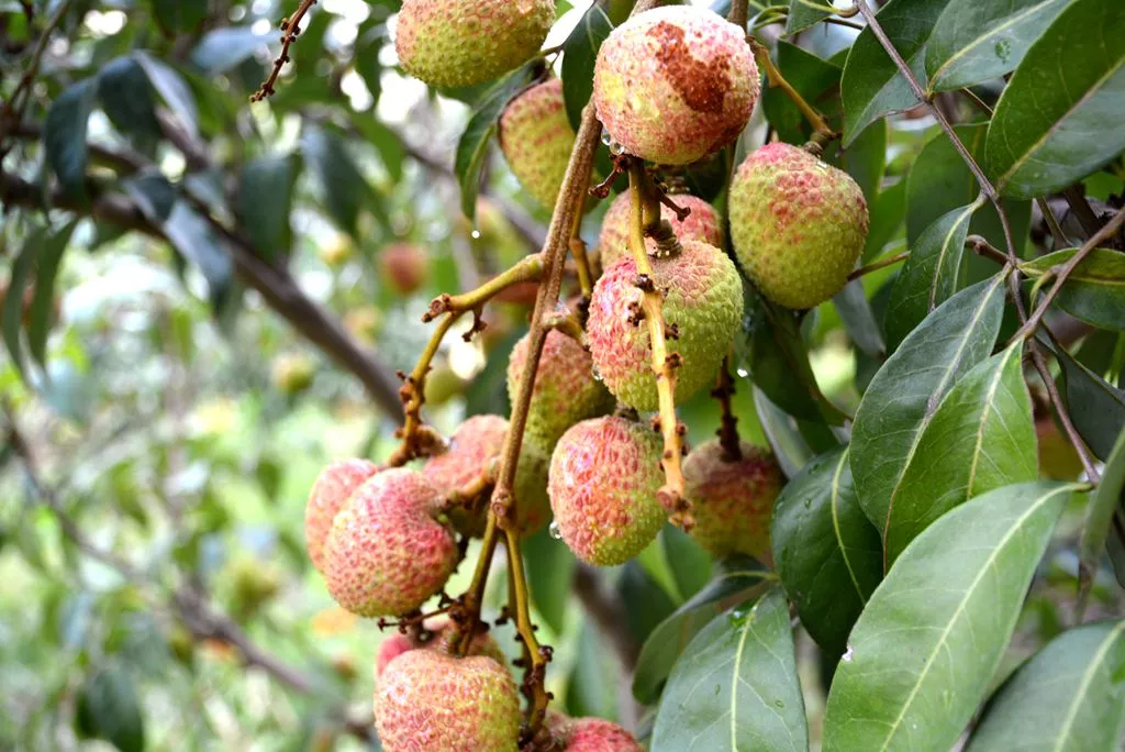 广东茂名"三月红"荔枝熟了,酸甜可口,吃过的人都赞不绝口!