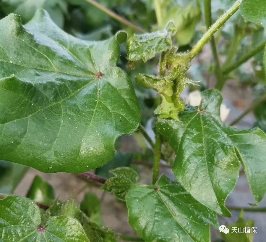 伏蚜防控技术|棉花|棉蚜|蚜虫_新浪新闻