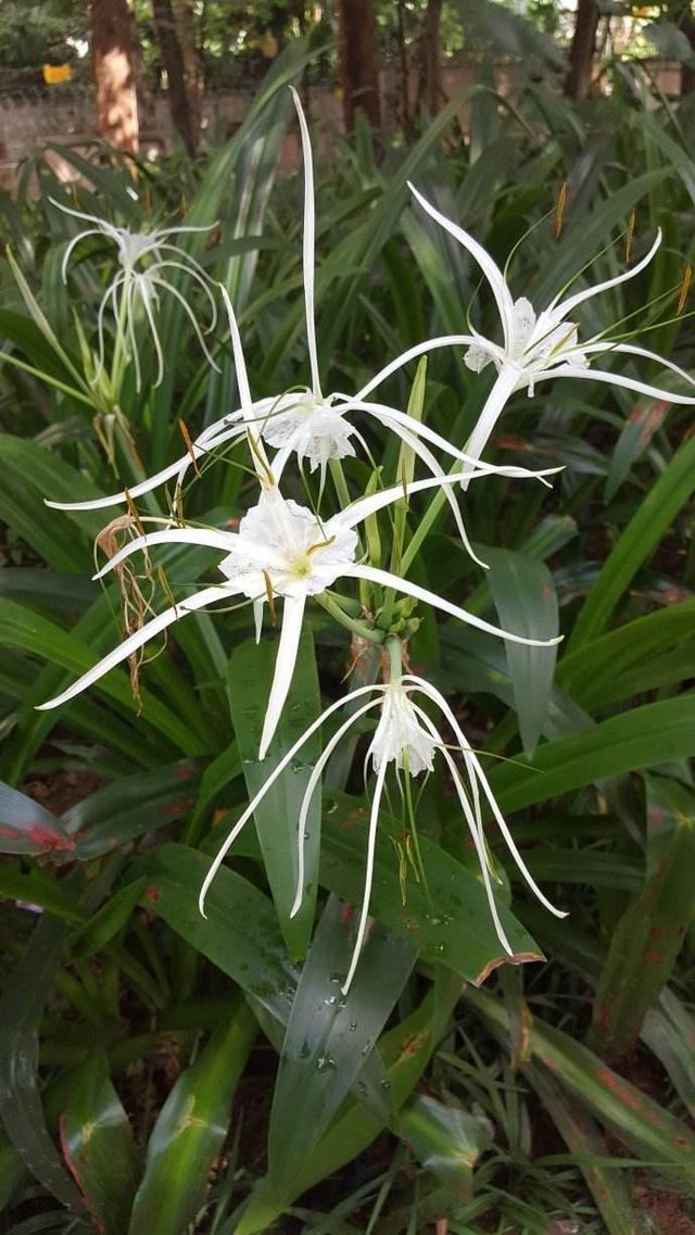 好种好养的"水鬼蕉",开花特殊又耐看,喜欢赶紧养一盆