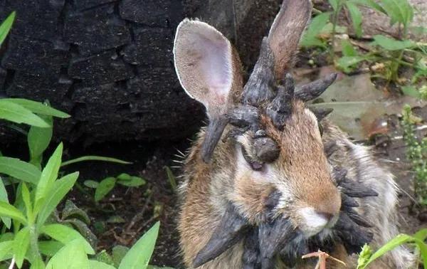 一只长相非常奇葩的兔子,身上长了很多"犄角"