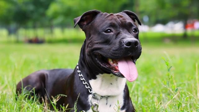 美国斯塔福德郡猎犬,曾经作为斗犬的它们,现在成为了优秀的宠物