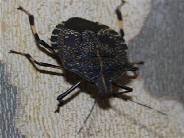 治臭虫公司怎样灭除臭虫