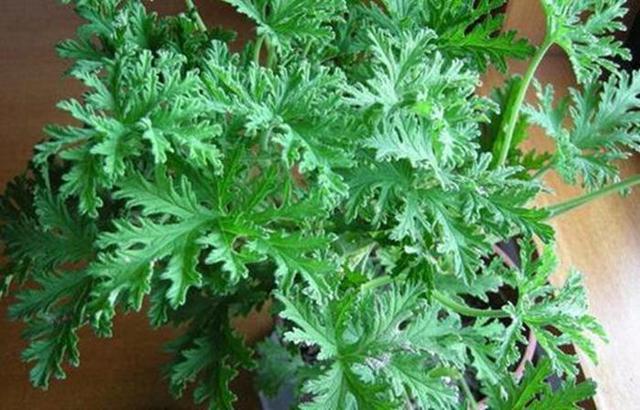 这2种花作用多,放在窗边能驱蚊,蚊子飞不进屋里,夏天不怕叮咬|驱蚊草