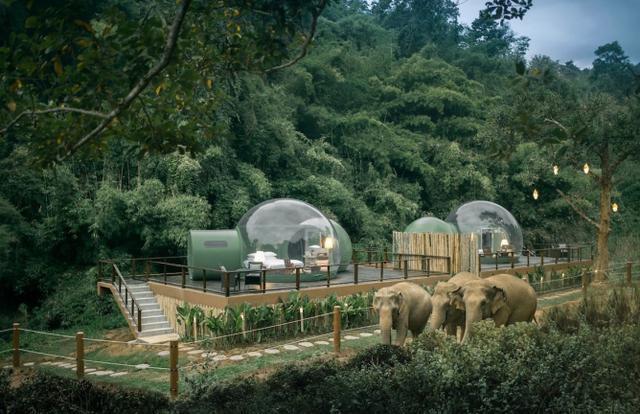 看大象,观星空,住一晚4000元,这间丛林泡泡房你想去体验吗