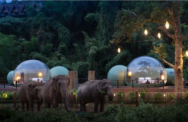 看大象,观星空,住一晚4000元,这间丛林泡泡房你想去体验吗