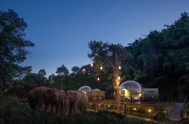 看大象,观星空,住一晚4000元,这间丛林泡泡房你想去体验吗