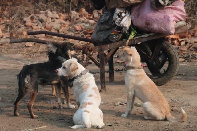 狗市每日上演生离死别拾荒老汉生活困难却不肯卖狗