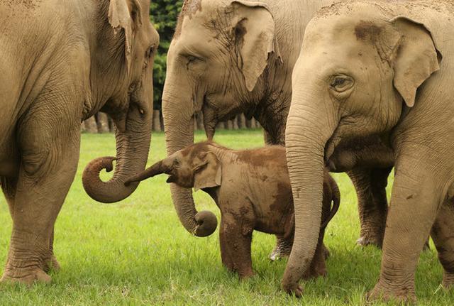 看大象,观星空,住一晚4000元,这间丛林泡泡房你想去体验吗