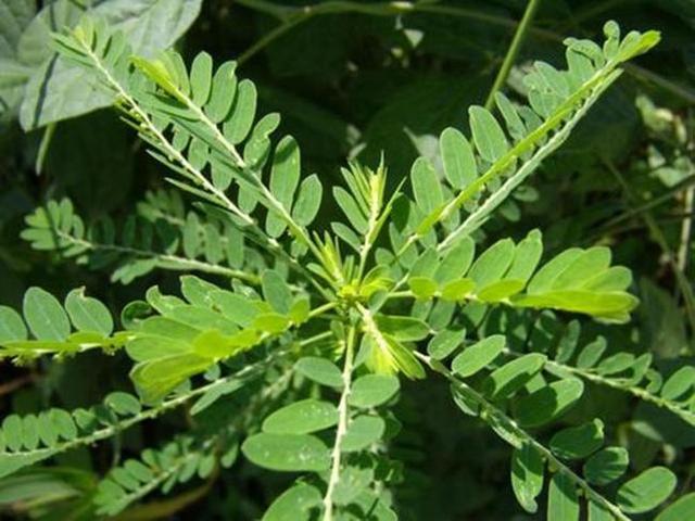 这种野草生的有趣叶片下面全是小绿果一打听名字还叫潮汕