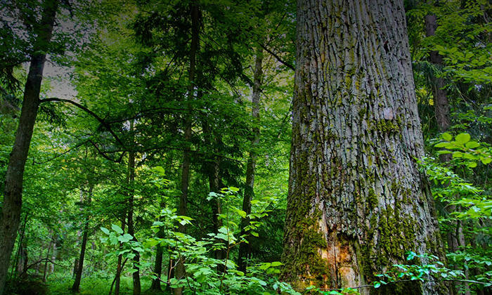 实木家具有哪些好处,人养木三年木养人一生|大自然|木材|树木_新浪