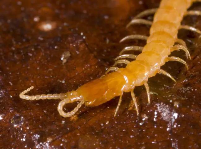 男子听到家中垃圾桶中有异响,前去查看后却吓得立刻拔腿逃窜