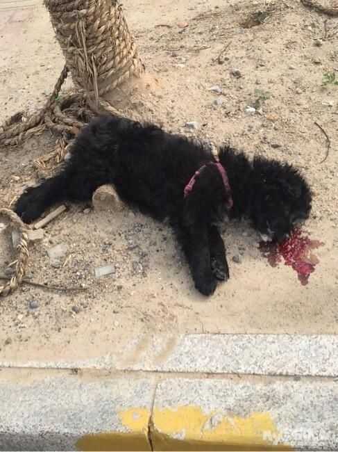 泰迪攻击路人,反被路人身边的小土狗咬死,泰迪主人却要土狗偿命