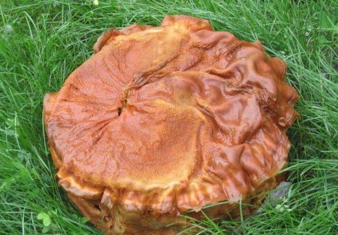 "太岁"到底是何物,听了科学家的答案,真的长知识!