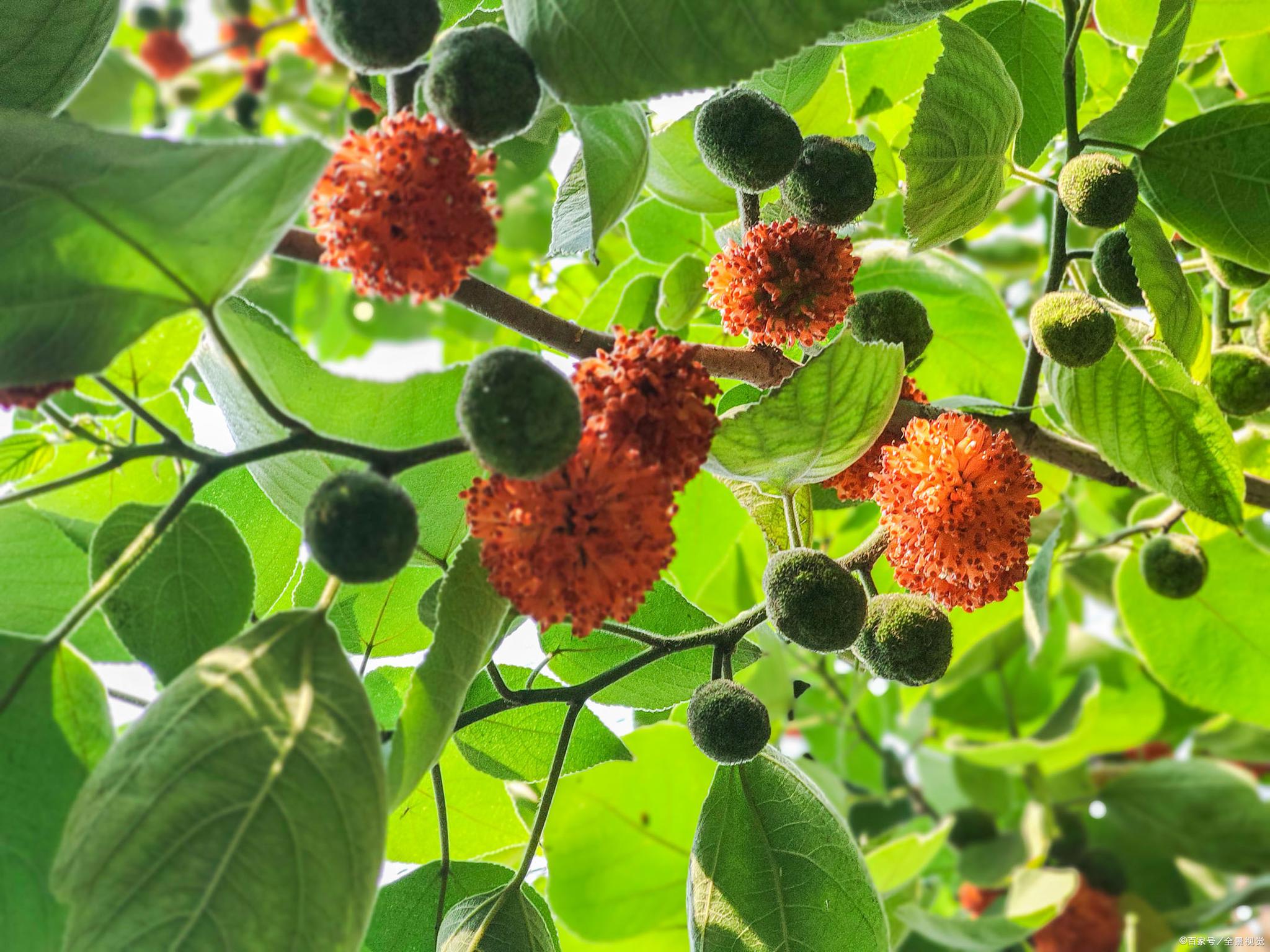 长相最难看的野菜,上锅一蒸比肉香,怪不得农村人抢着摘|构树|野菜