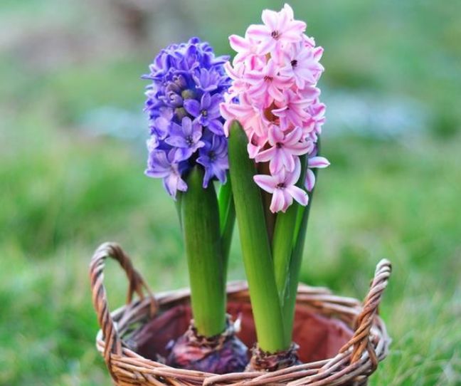 "风信子"其实很好养,做好四个"阶段"养护,开出的花健康鲜艳