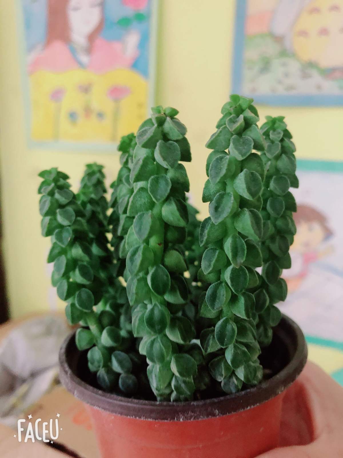 一种植物叫欢乐豆,模样像把大砍刀,阳台养棵真有趣!