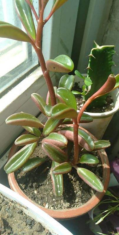 一种植物叫欢乐豆,模样像把大砍刀,阳台养棵真有趣!