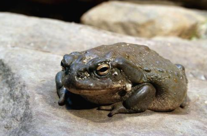 不一样的癞蛤蟆,不以天鹅肉为荣,所有动物都把它当"国王"|癞蛤蟆|蟾蜍