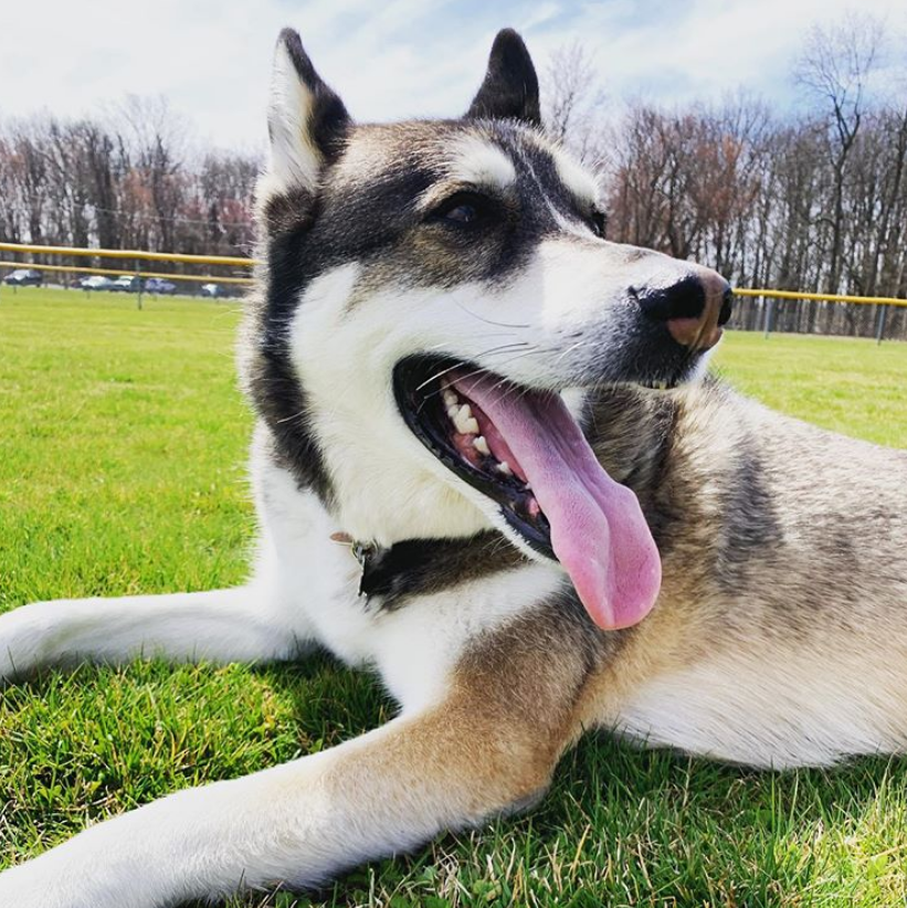 国外一只二哈太"正经",成了学校治疗犬,专陪同学们聊天上网课