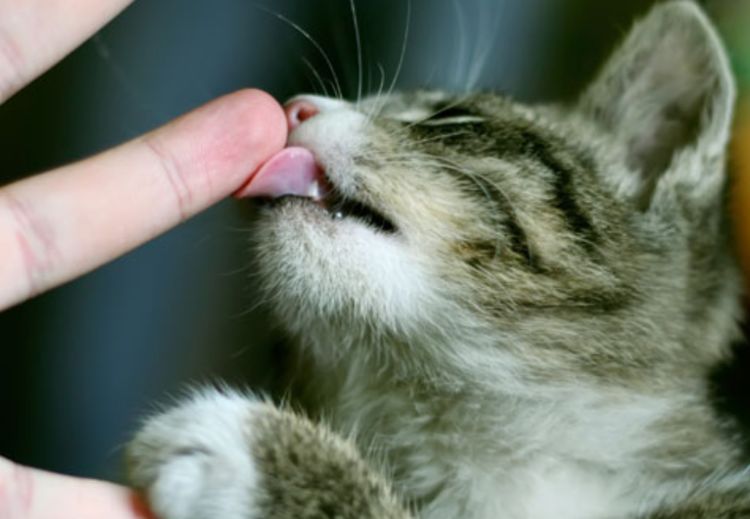 你有被猫咪"舔手指"吗?它想传达这4种意思,被咬时要大声吵它