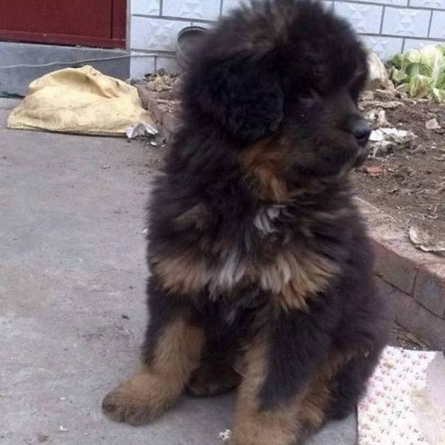 花20块钱买了只土狗,没想到宠物店员却告诉我是一只小藏獒